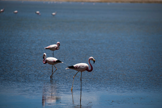 Flamingos — Salar de Tara No. 07 - 60 x 40 cm