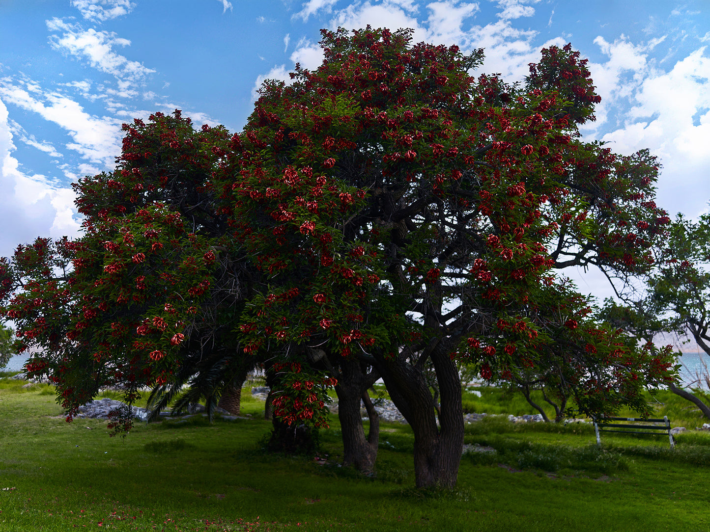 Flowering Cork Tree 100x75cm