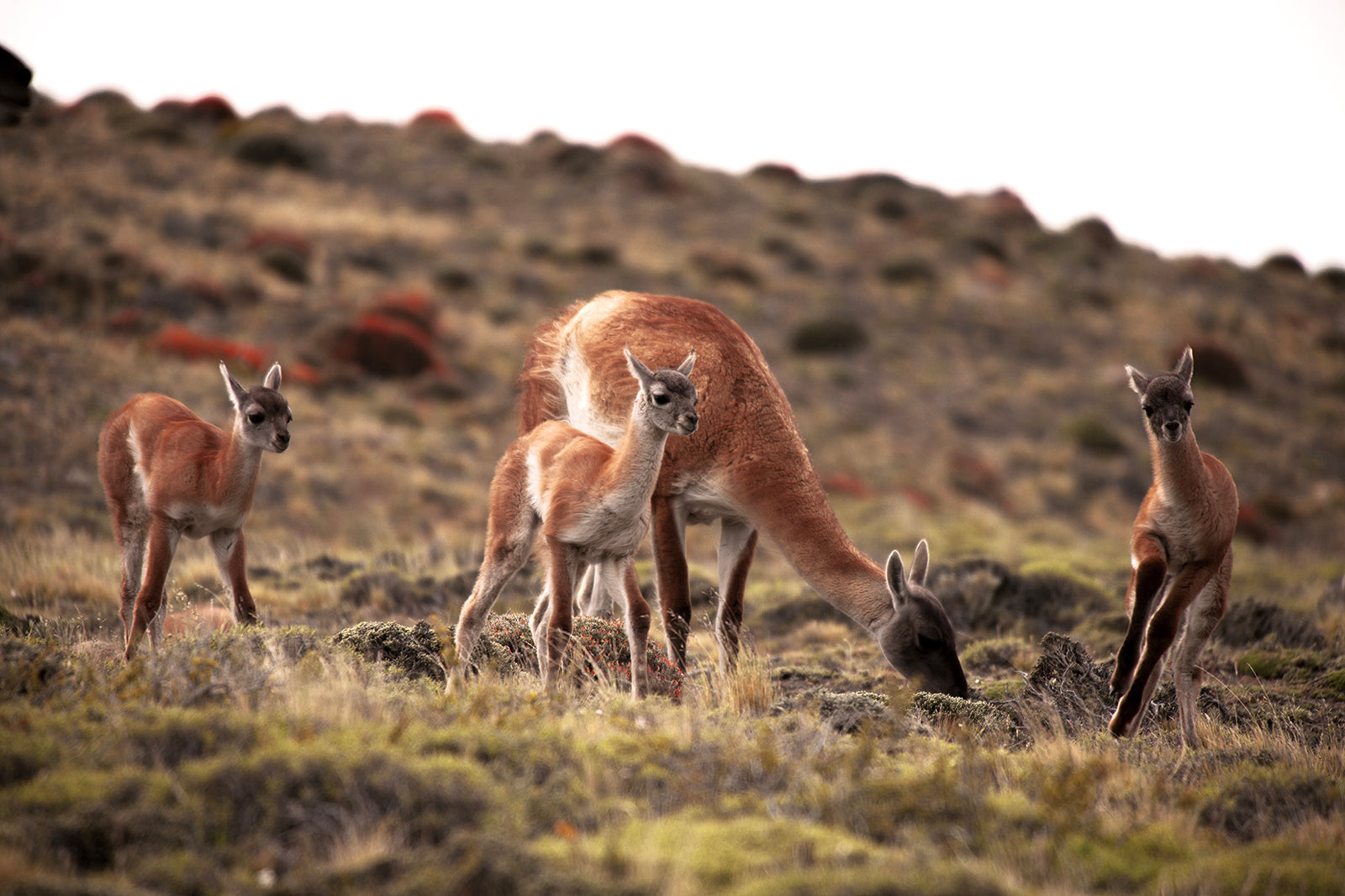 Certificate of Authenticity:
Artwork Title: Guanaco With Babies_2010_60x40cm
Series: Patagonia
Artist: Marcus Luconi
Year of Capture: 2010
Location: Torres Del Paine
Original Medium: Digital 35mm
Camera: Nikon D3X
Print: Fine art archival pigment print
Edition: [número da edição]