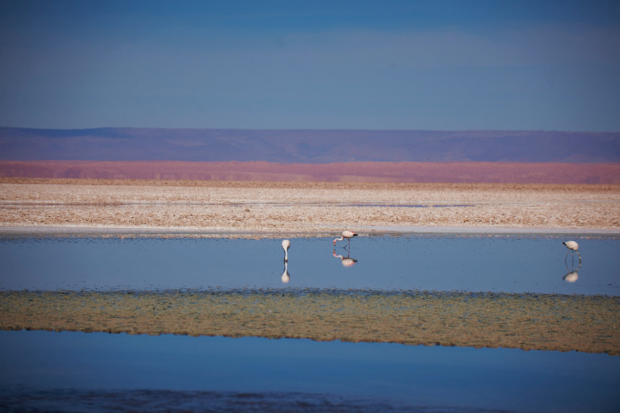 Flamingos of Atacama