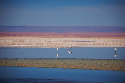 Flamingos of Atacama