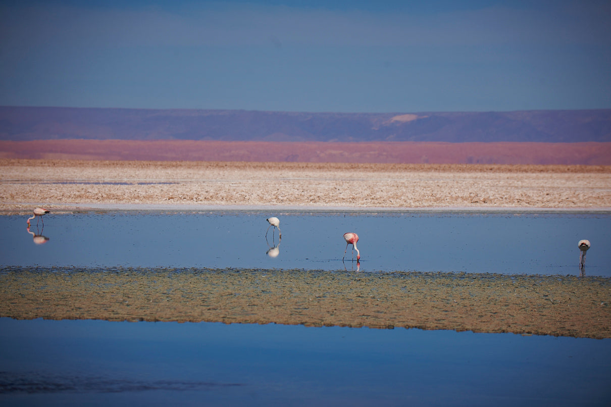 Flamingos of Atacama