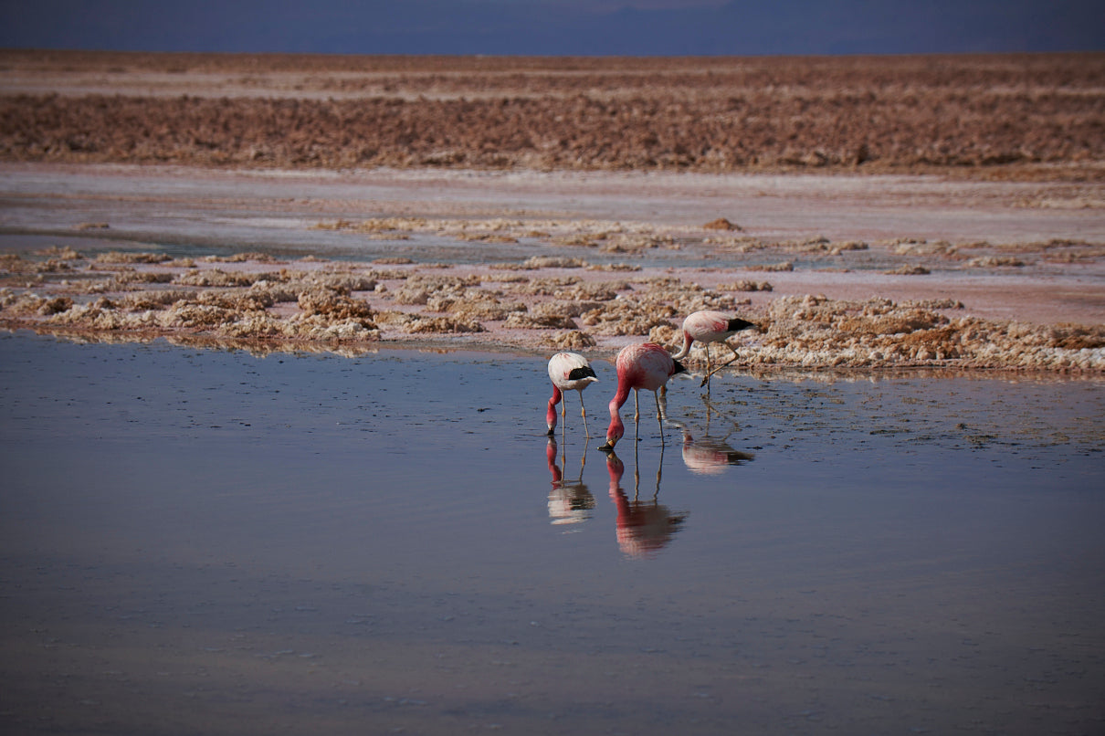 Flamingos of Atacama