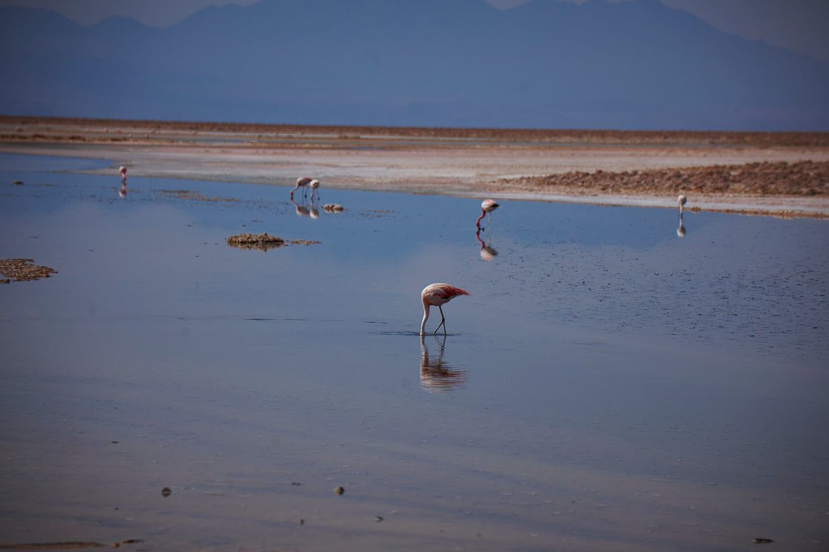 Flamingos of Atacama