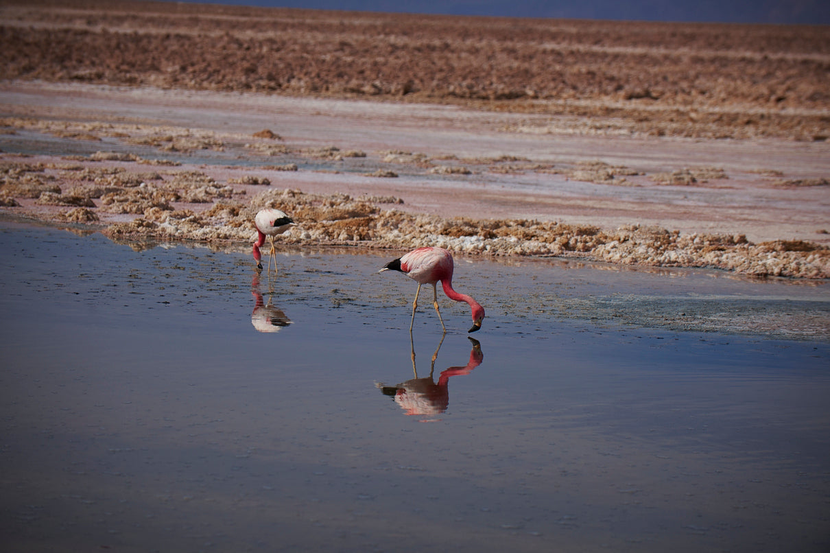 Flamingos of Atacama