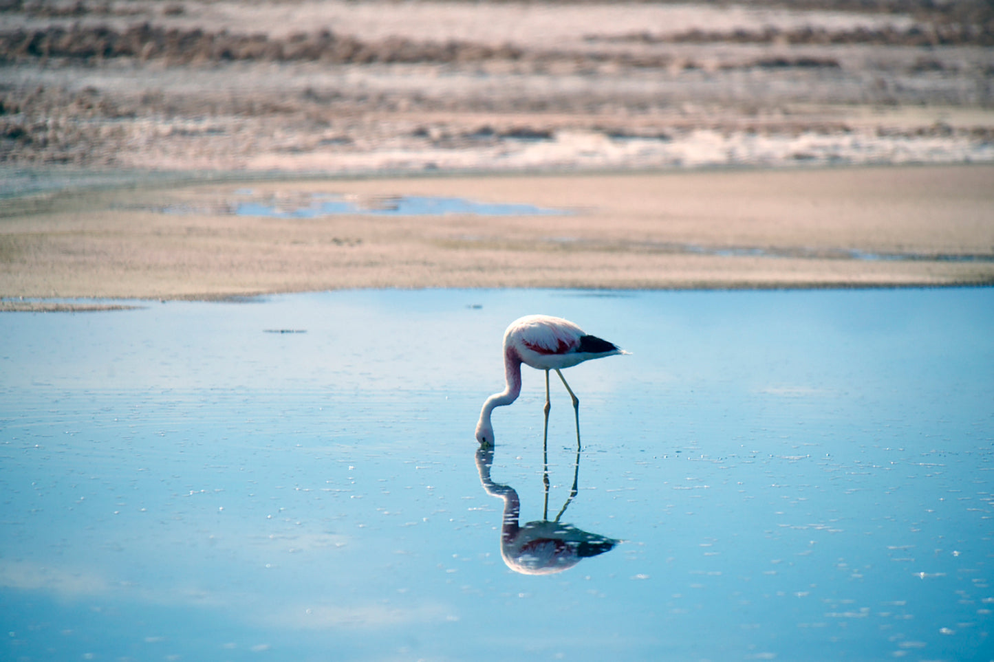Flamingos of Atacama