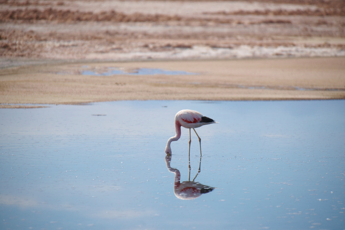 Flamingos of Atacama