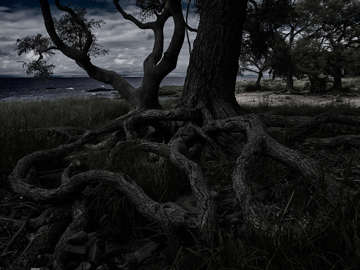 Certificate of Authenticity:
Artwork Title: Roots of Time 100 x 75 cm
Series: Colonia Del Sacramento

Artist: Marcus Luconi
Year of Capture: 2010

Location: Colonia Del Sacramento, Uruguay

Original Medium: Digital PhaseOne Back
Camera: Hasselblad Arcbody

Print: Fine art archival pigment print
Edition: [número da edição)