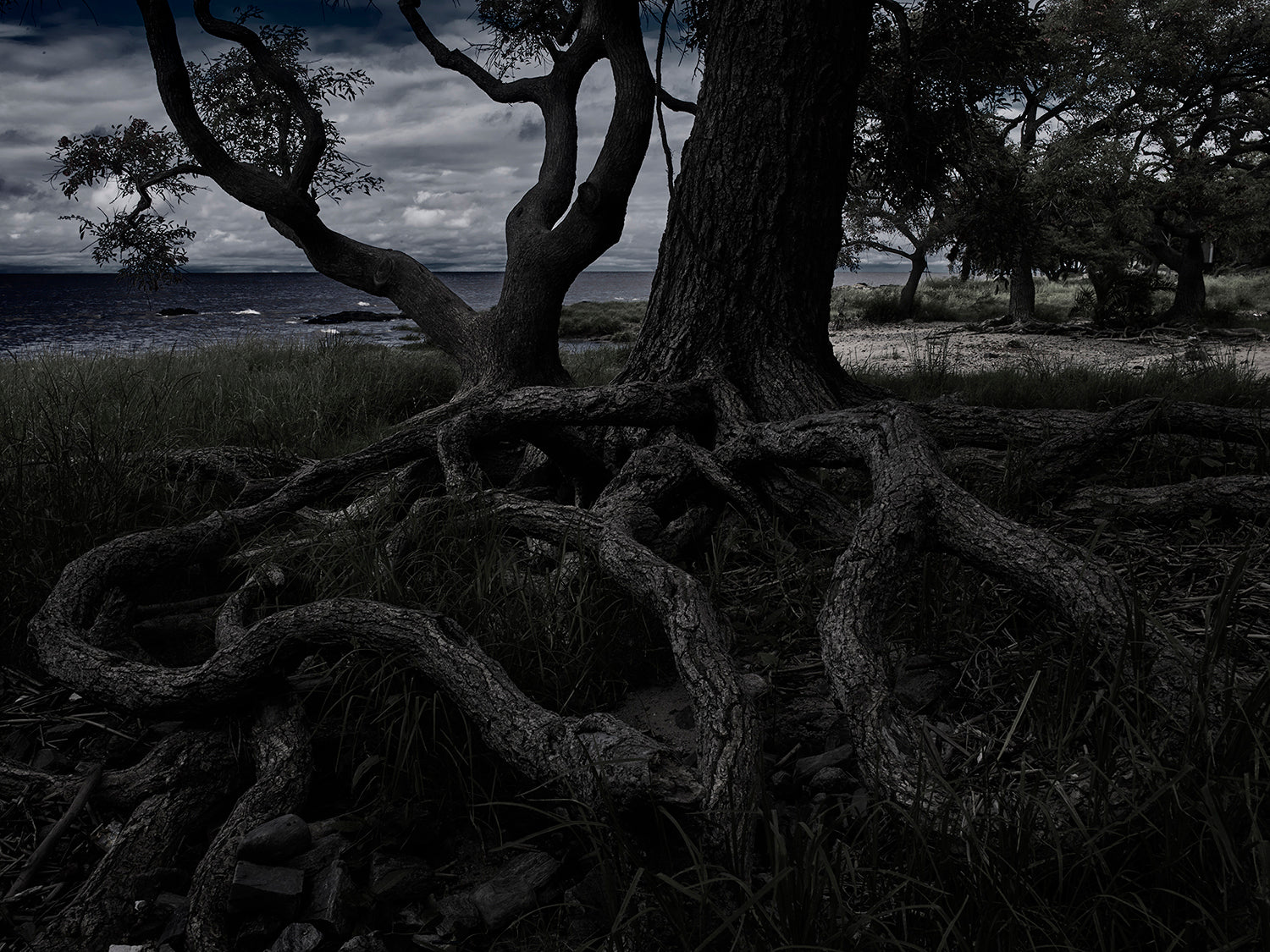 Certificate of Authenticity:
Artwork Title: Roots of Time 100 x 75 cm
Series: Colonia Del Sacramento

Artist: Marcus Luconi
Year of Capture: 2010

Location: Colonia Del Sacramento, Uruguay

Original Medium: Digital PhaseOne Back
Camera: Hasselblad Arcbody

Print: Fine art archival pigment print
Edition: [número da edição)