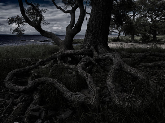 Certificate of Authenticity:
Artwork Title: Roots of Time 100 x 75 cm
Series: Colonia Del Sacramento

Artist: Marcus Luconi
Year of Capture: 2010

Location: Colonia Del Sacramento, Uruguay

Original Medium: Digital PhaseOne Back
Camera: Hasselblad Arcbody

Print: Fine art archival pigment print
Edition: [número da edição)