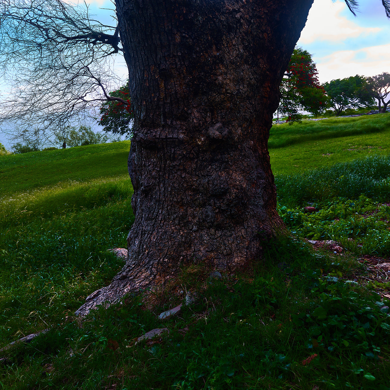 Roots of Time 100 x 75 cm
