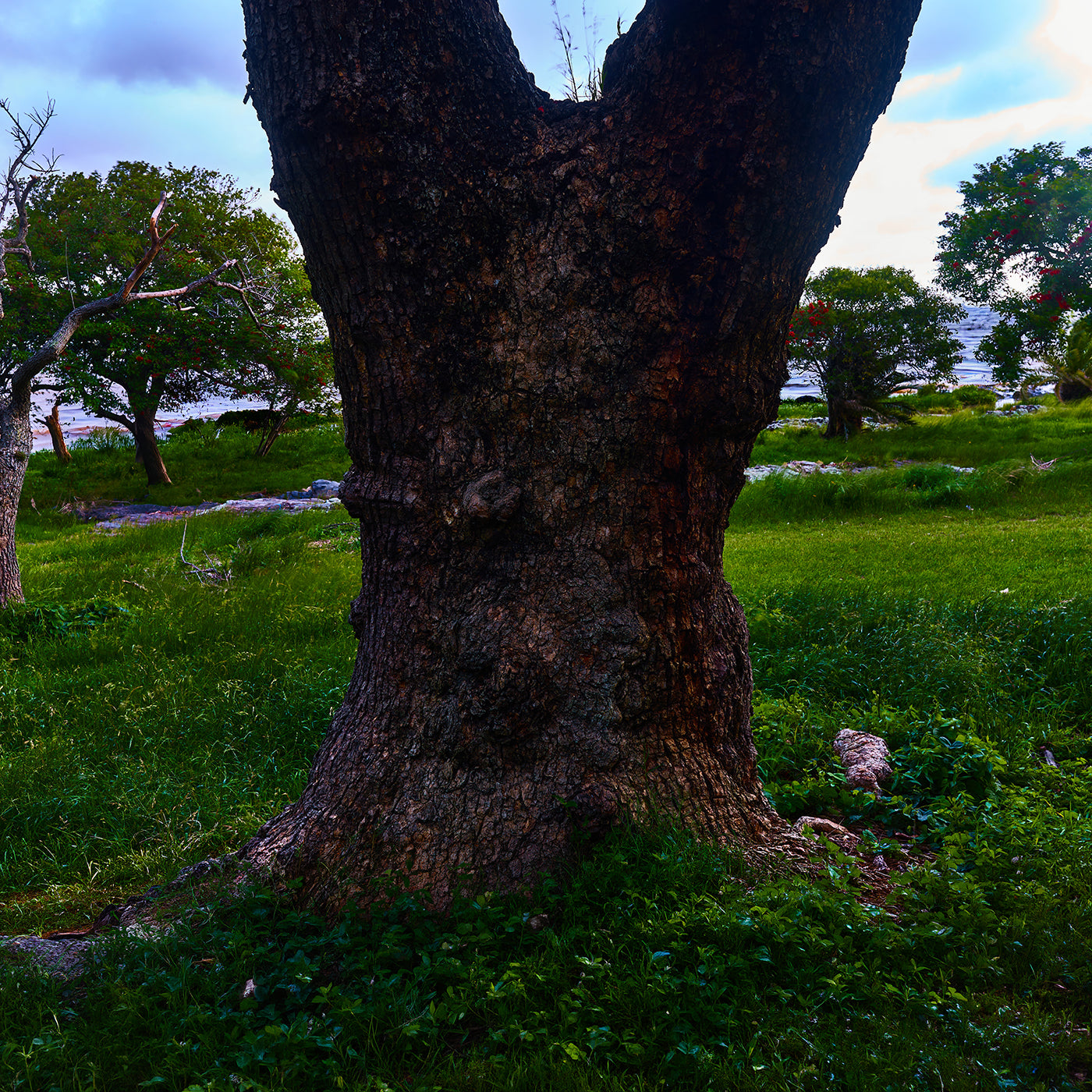 Roots of Time 100 x 75 cm